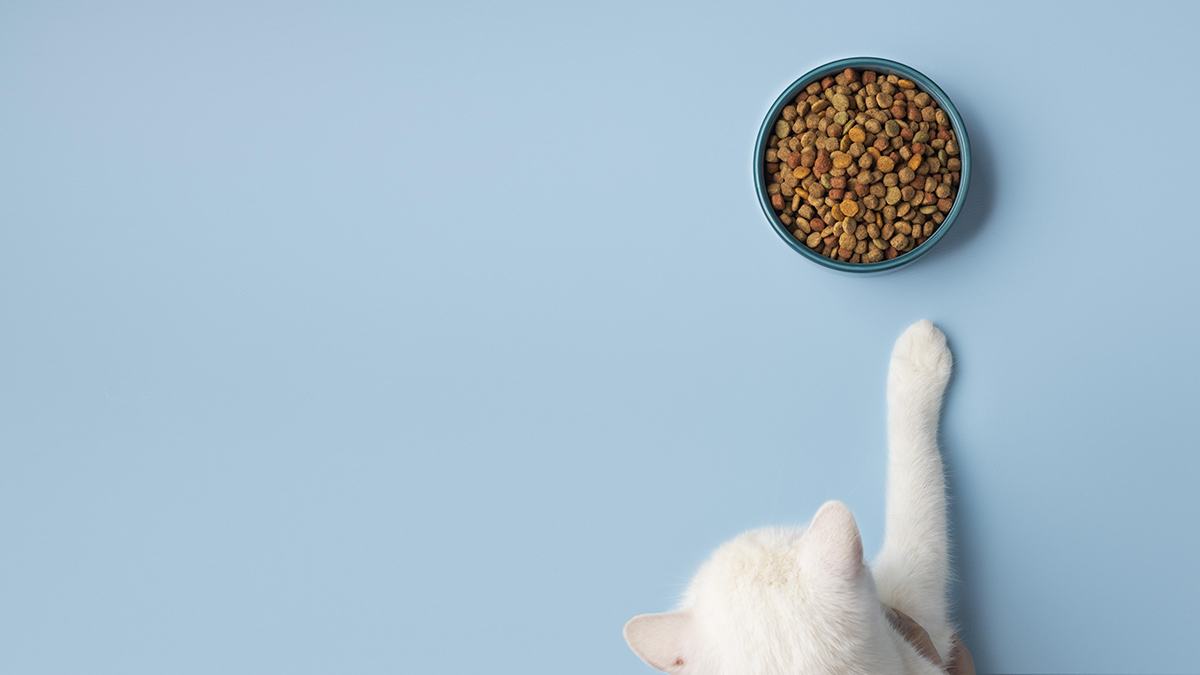 sobrepeso-en-gatos.jpg