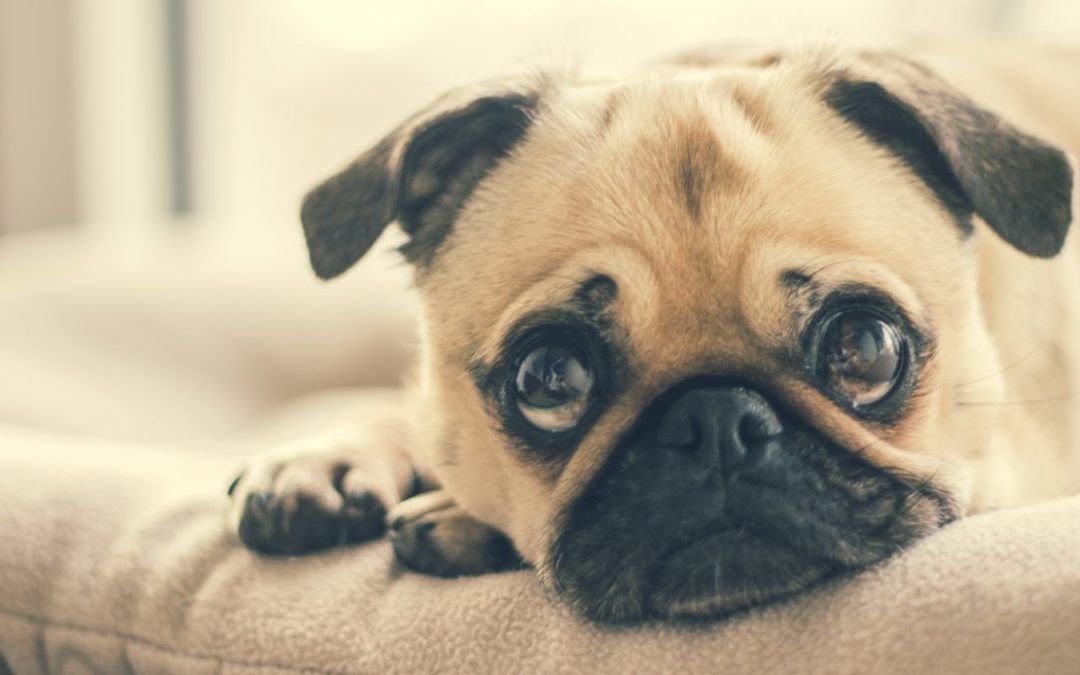 Curiosidades acerca de los perros que no conocías