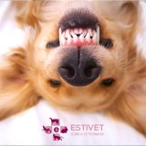 Perro recibiendo cuidado dental veterinario