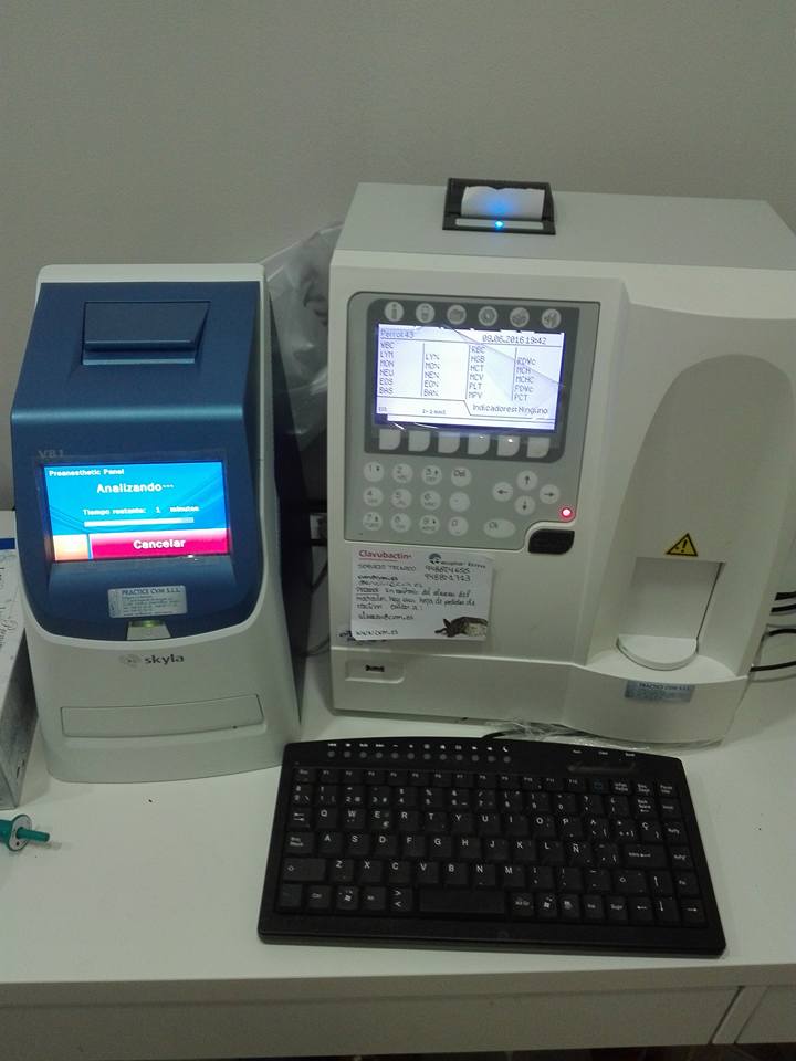 Gatitos recuperándose en la Clínica Veterinaria Collbaix