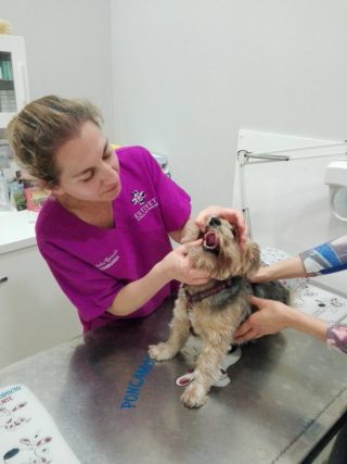 Gatitos recuperándose en la Clínica Veterinaria Collbaix