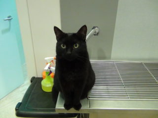 Veterinario controla la respiración de un gato