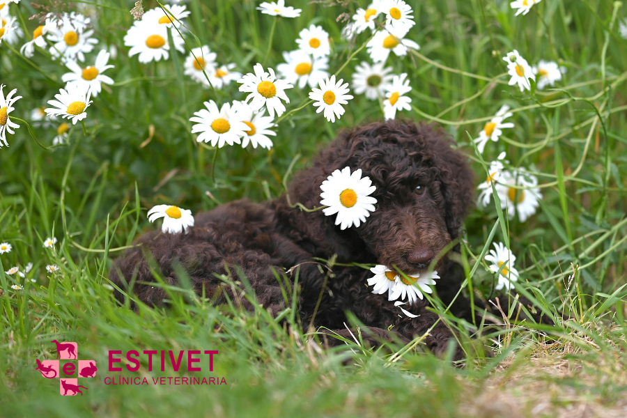 Alergias primaverales en perros y gatos: cómo detectarlas y actuar a tiempo