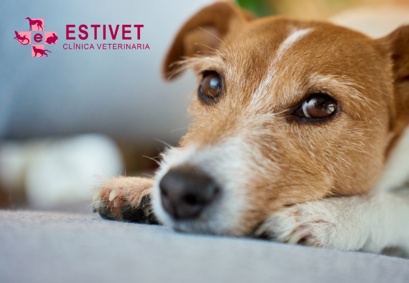 Perro triste3 y enfermo