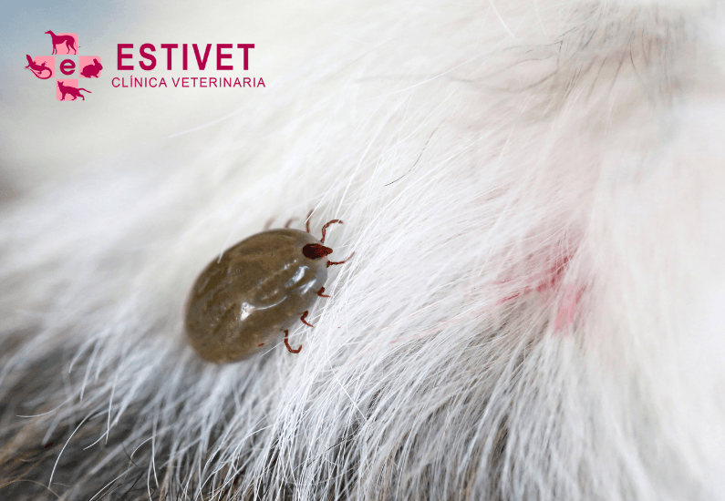 Garrapata sobre pelo de mascota. Enfermedad de Lyme
