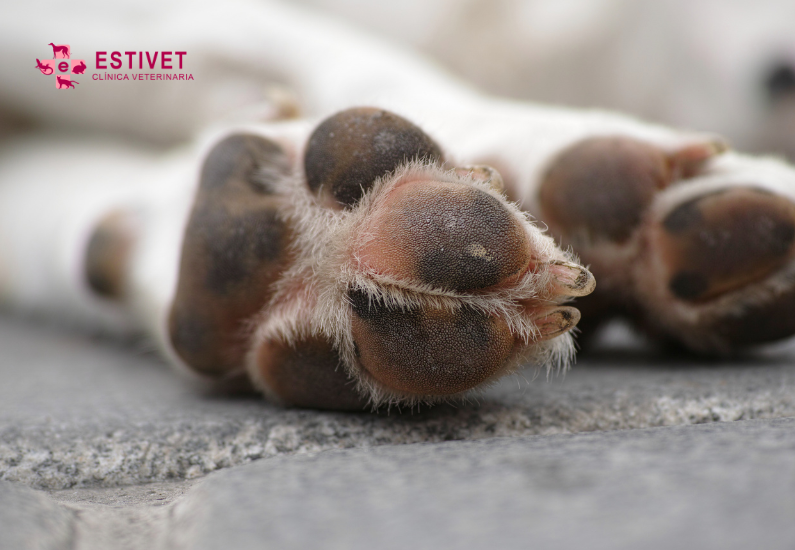 Quemaduras en almohadillas de perros: Prevención, síntomas y tratamiento